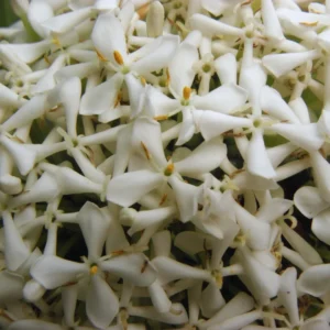 2 Dwaft Ixora Plants Live, Flowers Plants, Live Ixora Plants from 4 Inc Tall Well Rooted (White)