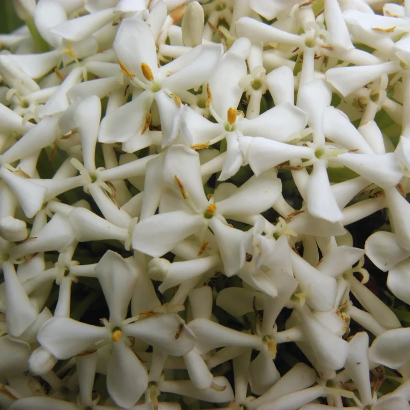 2 Dwaft Ixora Plants Live, Flowers Plants, Live Ixora Plants from 4 Inc Tall Well Rooted (White)