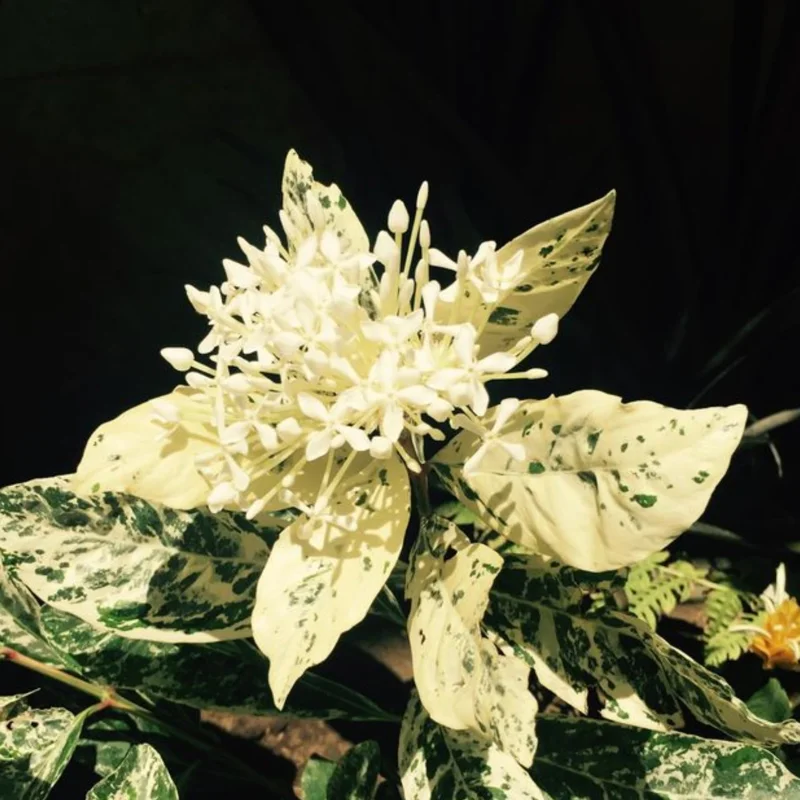 2 Dwaft Ixora Plants Live, Flowers Plants, Live Ixora Plants from 4 Inc Tall Well Rooted (White)