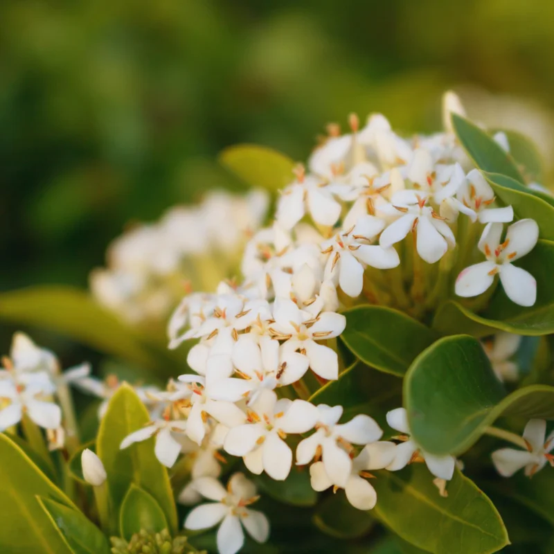 2 Dwaft Ixora Plants Live, Flowers Plants, Live Ixora Plants from 4 Inc Tall Well Rooted (White)