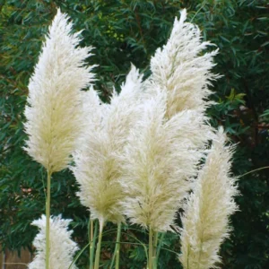 2 White Pampas Grass Plants Live From 4 Inches Long, Live Pampas Grass Ornamental Grass Live Plant Gardening