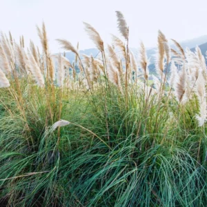 2 White Pampas Grass Plants Live From 4 Inches Long, Live Pampas Grass Ornamental Grass Live Plant Gardening