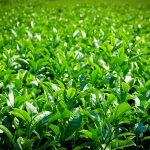 Tea Plant Camellia Sinensis Plants Live, Set 2 Plants, Live Tea Plant Tree