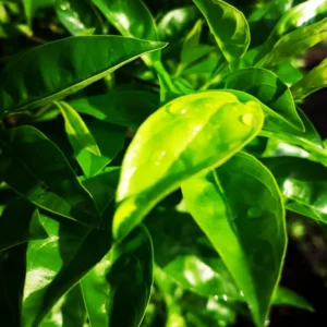 Tea Plant Camellia Sinensis Plants Live, Set 2 Plants, Live Tea Plant Tree