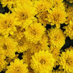 Chrysanthemum Plants Live Tree Well Rooted, 4 To 6 Inches Tall, Mums Plants Live, 2 Plants For The Patio And Garden (Yellow)