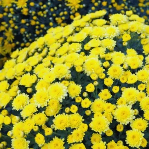 Chrysanthemum Plants Live Tree Well Rooted, 4 To 6 Inches Tall, Mums Plants Live, 2 Plants For The Patio And Garden (Yellow)