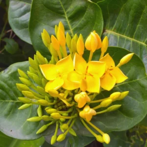 2 Dwaft Ixora Plants Live, Flowers Plants, Live Ixora Plants from 4 Inc Tall Well Rooted (Yellow)