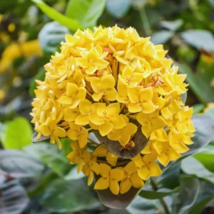 2 Dwaft Ixora Plants Live, Flowers Plants, Live Ixora Plants from 4 Inc Tall Well Rooted (Yellow)