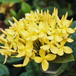 2 Dwaft Ixora Plants Live, Flowers Plants, Live Ixora Plants from 4 Inc Tall Well Rooted (Yellow)