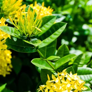 2 Dwaft Ixora Plants Live, Flowers Plants, Live Ixora Plants from 4 Inc Tall Well Rooted (Yellow)