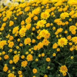 Chrysanthemum Plants Live Tree Well Rooted, 4 To 6 Inches Tall, Mums Plants Live, 2 Plants For The Patio And Garden (Yellow)