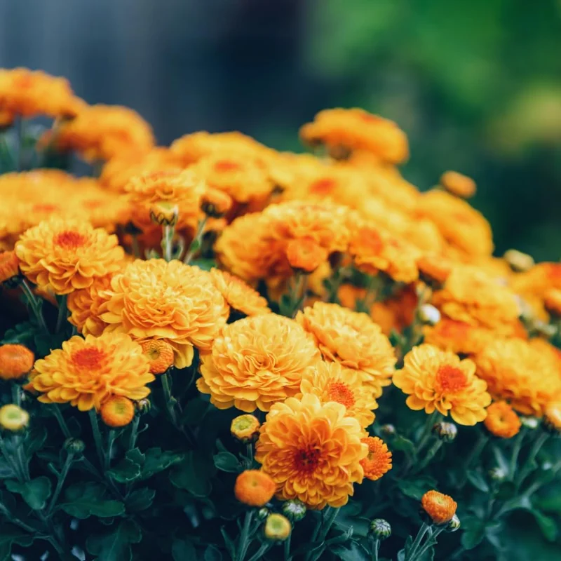 Chrysanthemum Plants Live Tree Well Rooted, 4 To 6 Inches Tall, Mums Plants Live, 2 Plants For The Patio And Garden (Orange)