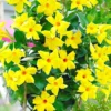Yellow Mandevilla Plants Live, Set 2 Plants, Live Mandevilla Flower Plants Gardening, Mandevilla Vine Plant Growing