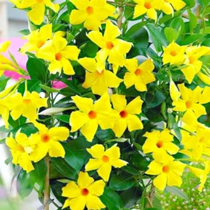Yellow Mandevilla Plants Live, Set 2 Plants, Live Mandevilla Flower Plants Gardening, Mandevilla Vine Plant Growing