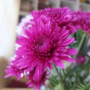 Chrysanthemum Plants Live Tree Well Rooted, 4 To 6 Inches Tall, Mums Plants Live, 2 Plants For The Patio And Garden (Purple)