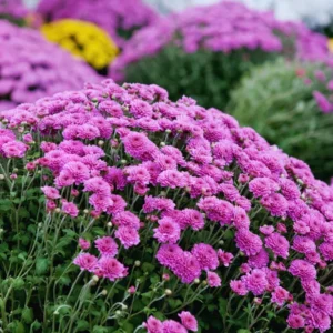 Chrysanthemum Plants Live Tree Well Rooted, 4 To 6 Inches Tall, Mums Plants Live, 2 Plants For The Patio And Garden (Purple)