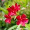 Red Oleander Plants Live, 2 Small Plants, Live Oleander Flower Plants, Tropical Plant Live Shrub Garden