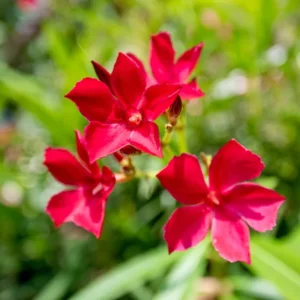 Red Oleander Plants Live, 2 Small Plants, Live Oleander Flower Plants, Tropical Plant Live Shrub Garden