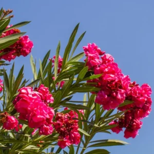 Red Oleander Plants Live, 2 Small Plants, Live Oleander Flower Plants, Tropical Plant Live Shrub Garden