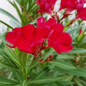 Red Oleander Plants Live, 2 Small Plants, Live Oleander Flower Plants, Tropical Plant Live Shrub Garden