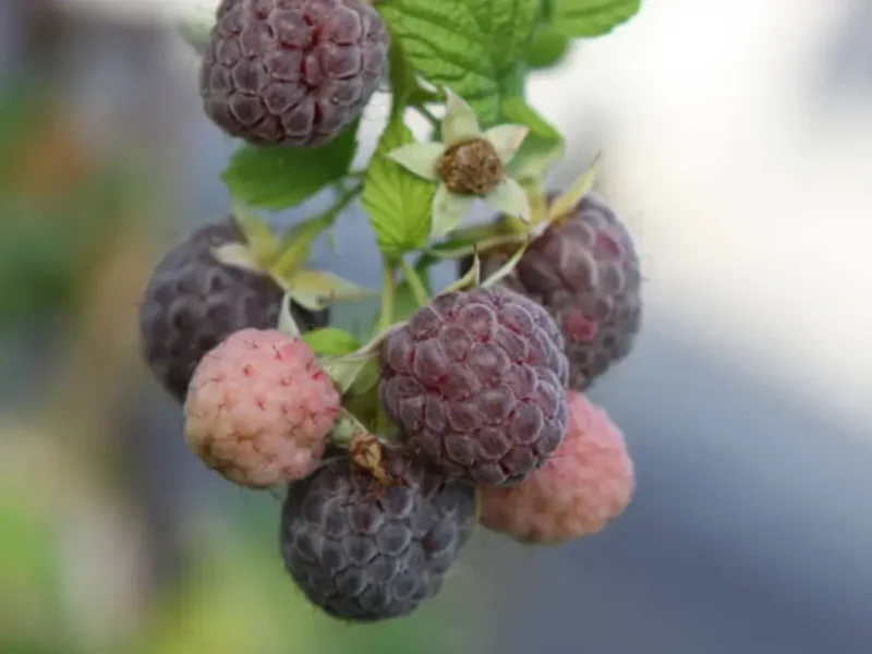 Freshly picked Glencoe raspberries