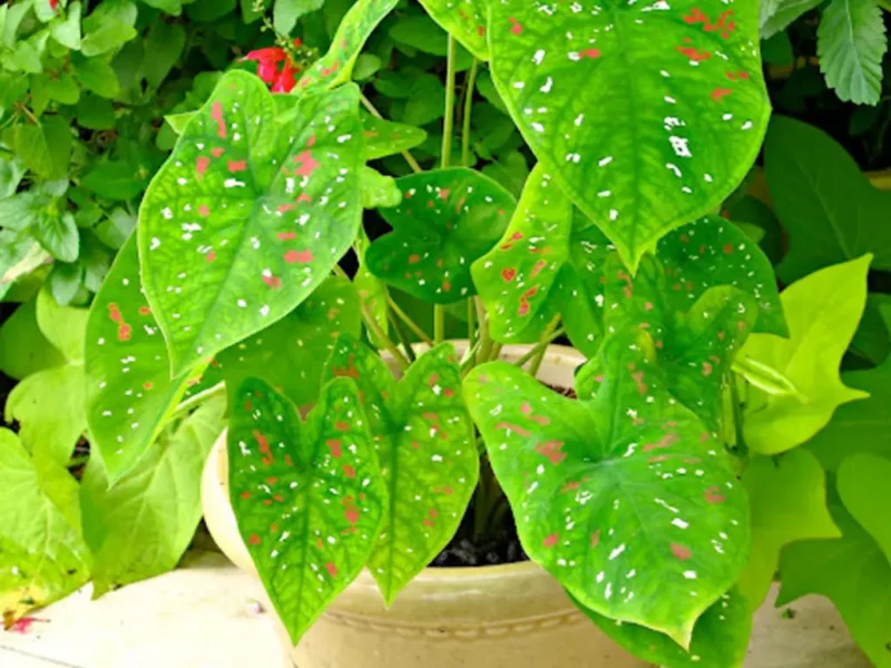 Caladium Florida Clown care