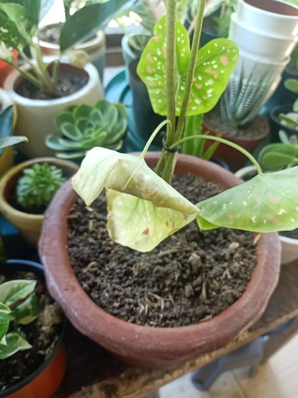 common problems with caladium florida clown