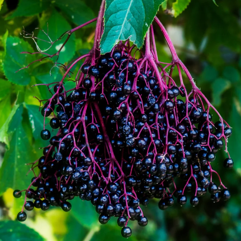 10 American Elderberry Cuttings – Live Black Elderberry Plants for Growing Fruiting Shrubs, Large Berry Clusters