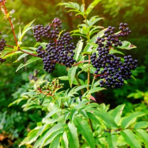 5 American Elderberry Cuttings – Live Unrooted Elderberry Plants, Fruiting Shrub for Berry Harvesting