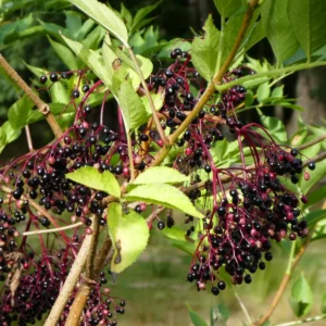 5 American Elderberry Cuttings – Live Unrooted Elderberry Plants, Fruiting Shrub for Berry Harvesting