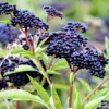 5 American Elderberry Cuttings – Live Unrooted Elderberry Plants, Fruiting Shrub for Berry Harvesting