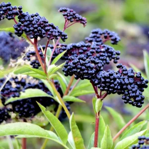 5 American Elderberry Cuttings – Live Unrooted Elderberry Plants, Fruiting Shrub for Berry Harvesting