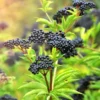 20 American Elderberry Cuttings Live – Black Elderberry Plants for Outdoor Shrub Growing and Fruit Production