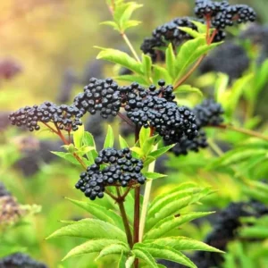 100 American Elderberry Cuttings – Unrooted Live Black Elderberry Plants for Large Berry Harvests and Garden Growth
