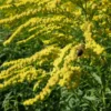 10 Solidago Goldenrod Plants Bare Roots – Yellow Perennial Flowers for Butterfly-Friendly Outdoor Spaces