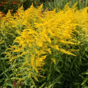 10 Solidago Goldenrod Plants Bare Roots – Yellow Perennial Flowers for Butterfly-Friendly Outdoor Spaces