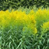 10 Solidago Goldenrod Plants Bare Roots – Yellow Perennial Flowers for Butterfly-Friendly Outdoor Spaces