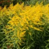 3 Solidago Goldenrod Plants Live Bare Roots – Perennial Wildflower for Yellow Butterfly Gardens