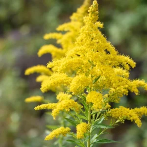 3 Solidago Goldenrod Plants Live Bare Roots – Perennial Wildflower for Yellow Butterfly Gardens