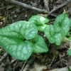 5 Heart Leaf Ginger Plants Bare Roots – Live Wild Ginger Perennials for Planting Beautiful Shade Gardens