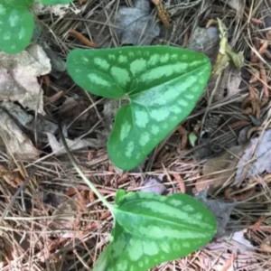 5 Heart Leaf Ginger Plants Bare Roots – Live Wild Ginger Perennials for Planting Beautiful Shade Gardens