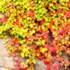 3 Virginia Creeper Ivy Plants Live – Five-Leaved Perennial Ivy Bare Roots for Ground Cover and Climbing