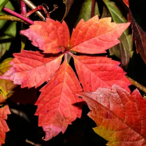 3 Virginia Creeper Ivy Plants Live – Five-Leaved Perennial Ivy Bare Roots for Ground Cover and Climbing