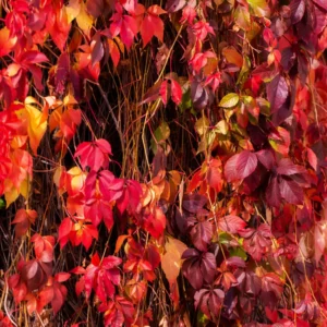 3 Virginia Creeper Ivy Plants Live – Five-Leaved Perennial Ivy Bare Roots for Ground Cover and Climbing