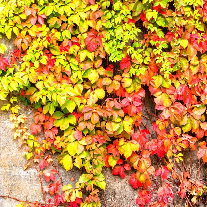 5 Virginia Creeper Ivy Plants Bare Roots – Live Perennial Vines for Garden Decoration and Vertical Growth