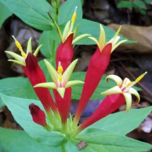 3 Pinkroot Plants Live Bare Roots – Perennial Wildflowers for Home Herb Gardens and Outdoor Growth