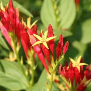 5 Pinkroot Bare Root Plants Live – Perennial Wildflowers for Outdoor Gardens and Landscaping Projects