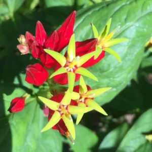 5 Pinkroot Bare Root Plants Live – Perennial Wildflowers for Outdoor Gardens and Landscaping Projects