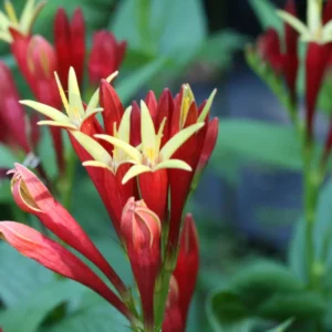 5 Pinkroot Bare Root Plants Live – Perennial Wildflowers for Outdoor Gardens and Landscaping Projects