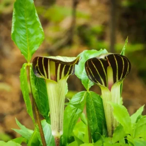 5 Jack in the Pulpit Plants Bare Roots – Live Hardy Perennial Wildflowers for Shaded Areas and Gardens